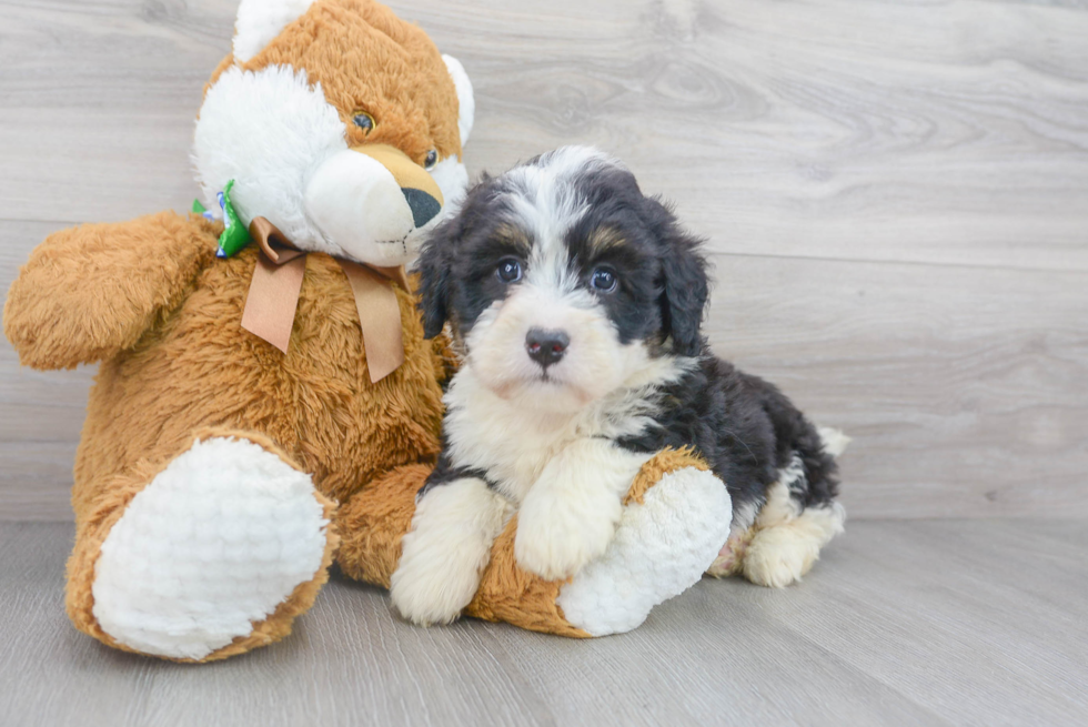 Best Mini Bernedoodle Baby