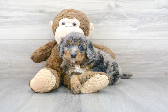 Small Mini Bernedoodle Baby