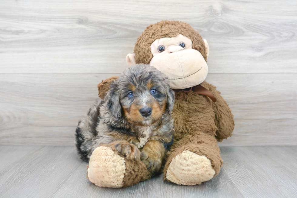 Mini Bernedoodle Puppy for Adoption