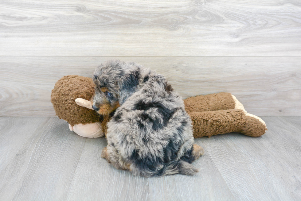 Mini Bernedoodle Pup Being Cute