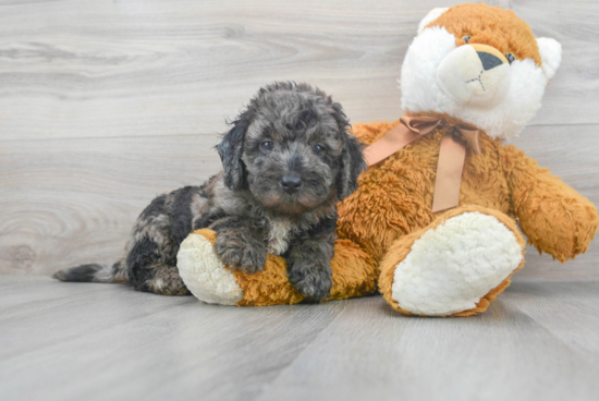 Best Mini Bernedoodle Baby