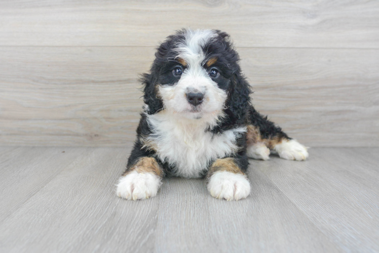 Mini Bernedoodle Pup Being Cute