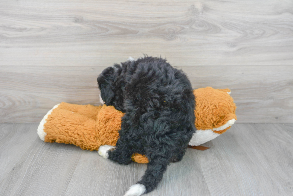 Smart Mini Bernedoodle Poodle Mix Pup