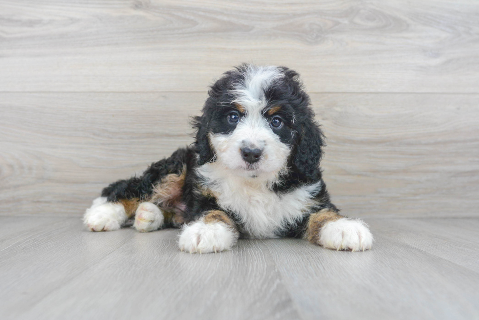 Mini Bernedoodle Puppy for Adoption