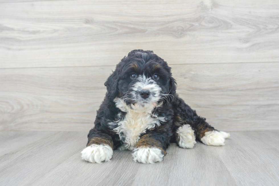 Mini Bernedoodle Pup Being Cute