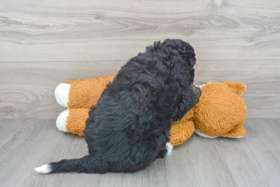 Sweet Mini Bernedoodle Baby