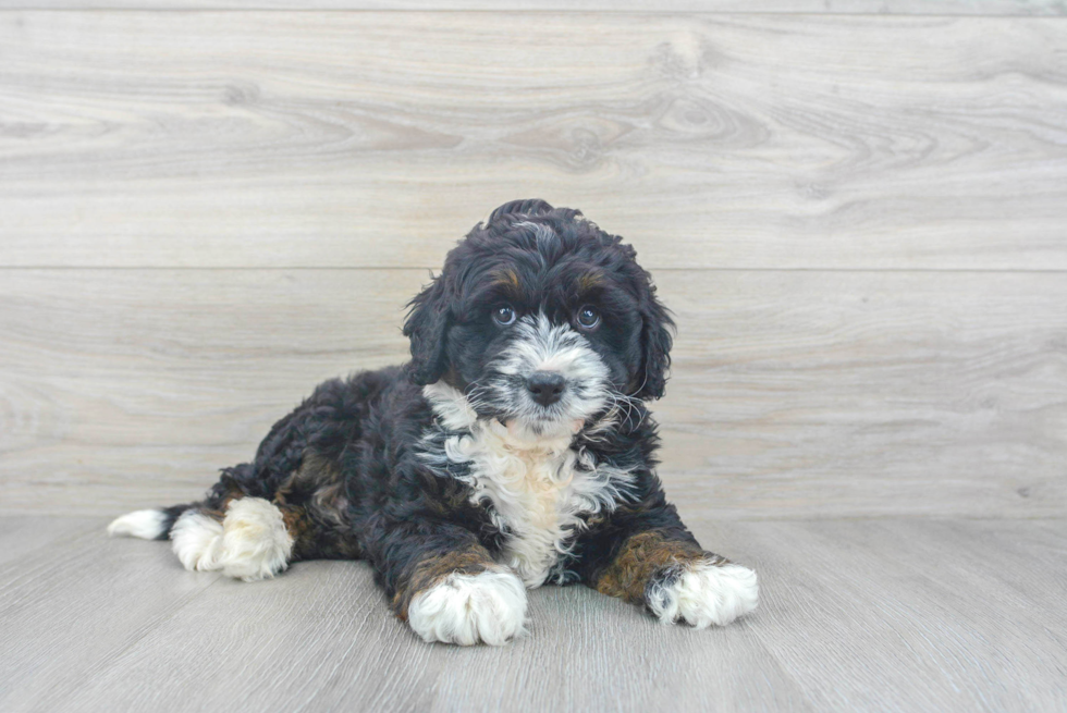 Friendly Mini Bernedoodle Baby