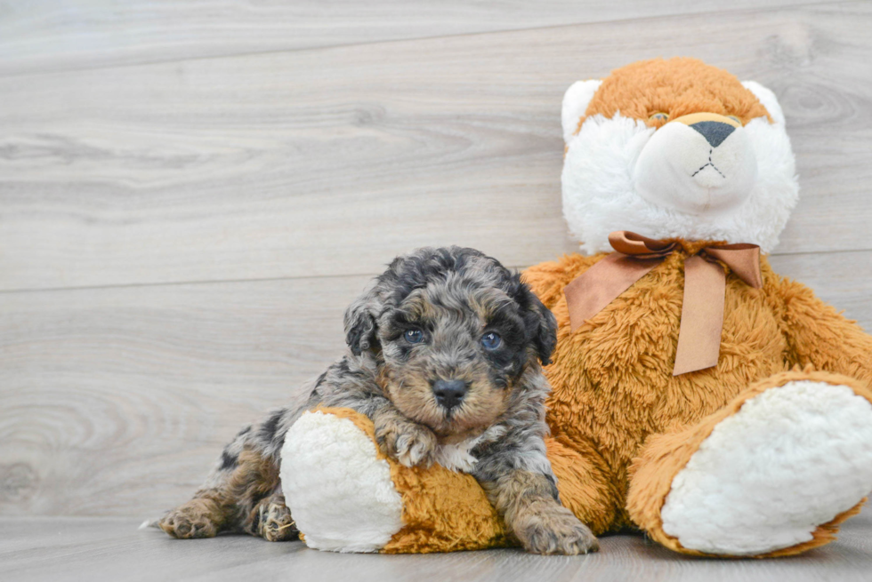 Mini Bernedoodle Pup Being Cute