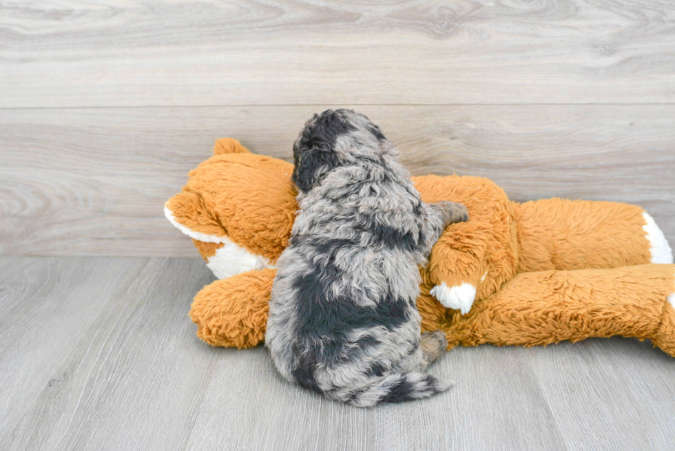 Mini Bernedoodle Pup Being Cute