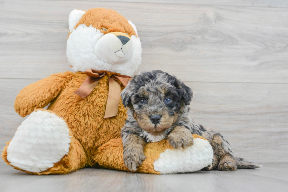 Mini Bernedoodle Puppy for Adoption