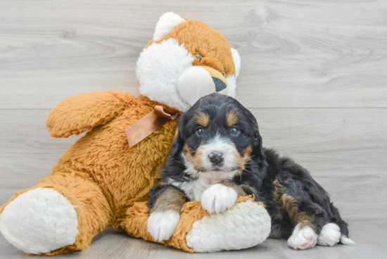 Smart Mini Bernedoodle Poodle Mix Pup