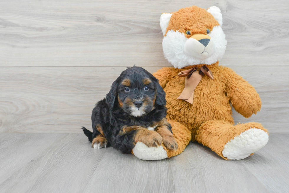 Hypoallergenic Bernadoodle Poodle Mix Puppy