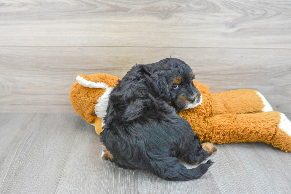 Smart Mini Bernedoodle Poodle Mix Pup