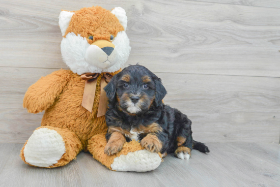 Cute Mini Bernedoodle Baby