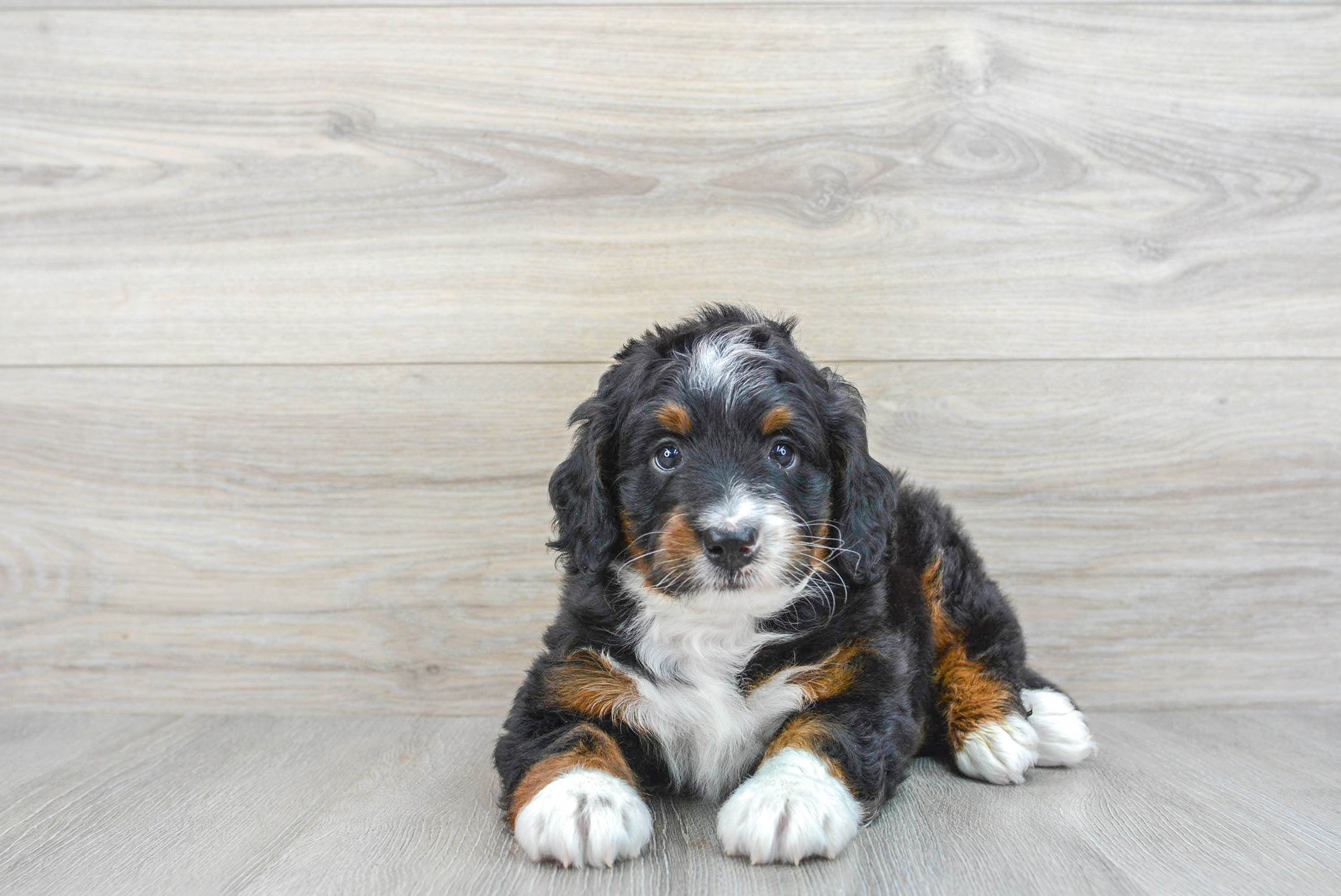 Mini Bernedoodle Puppy for Adoption