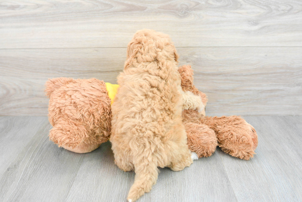 Mini Bernedoodle Pup Being Cute