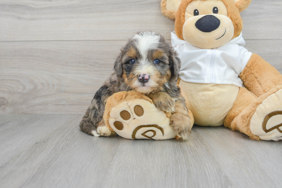 Little Mini Berniedoodle Poodle Mix Puppy