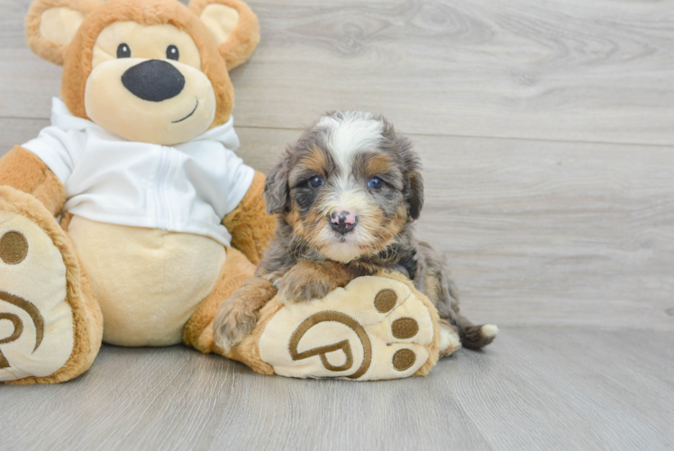 Mini Bernedoodle Puppy for Adoption