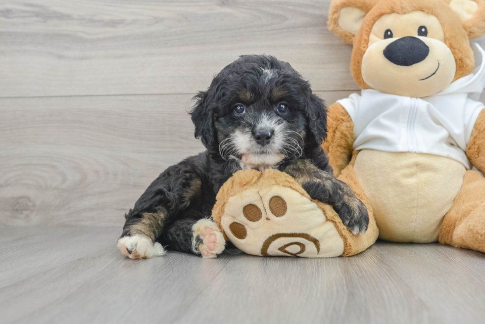 Best Mini Bernedoodle Baby