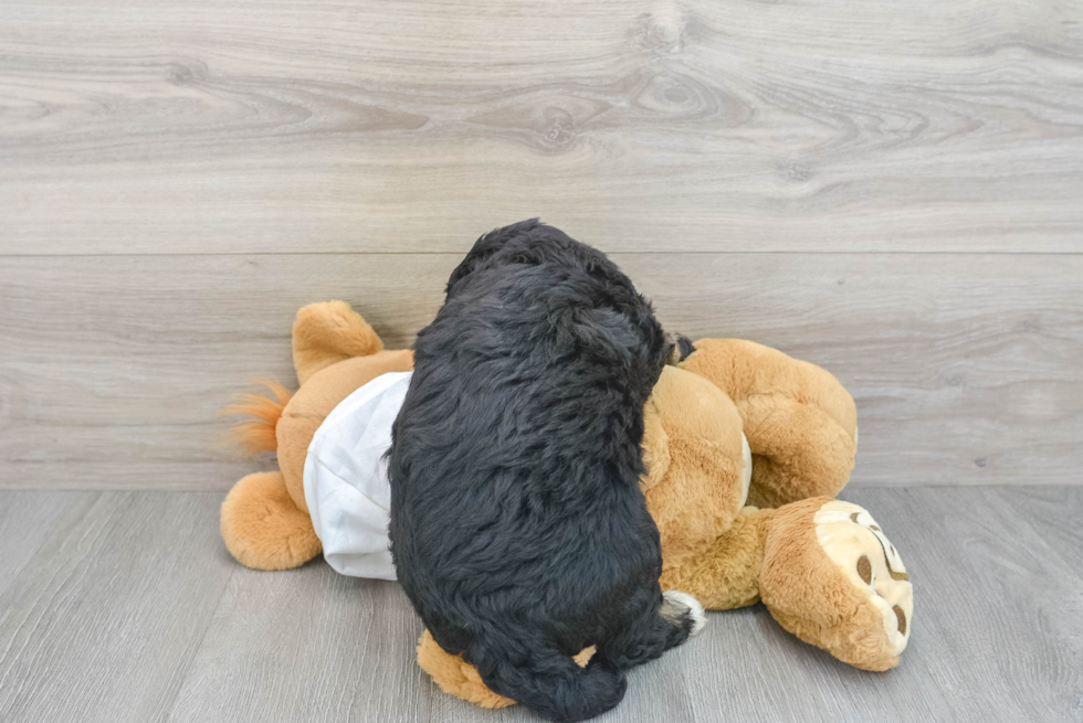 Mini Bernedoodle Puppy for Adoption
