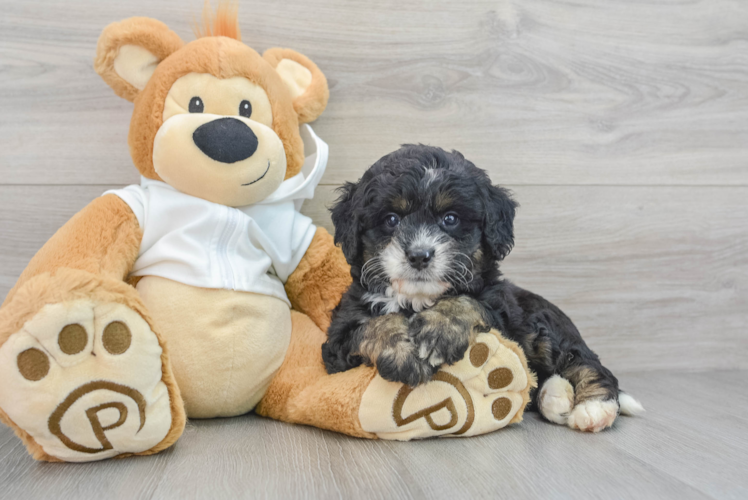 Mini Bernedoodle Puppy for Adoption