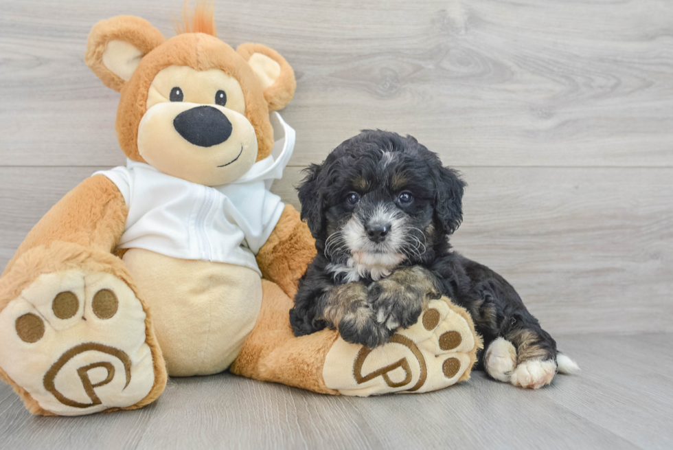 Mini Bernedoodle Puppy for Adoption