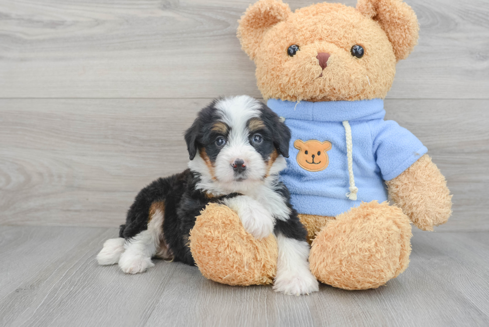 Sweet Mini Bernedoodle Baby