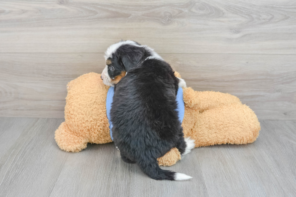 Mini Bernedoodle Pup Being Cute