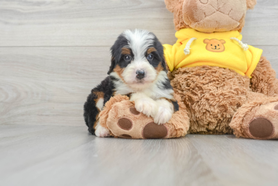 Mini Bernedoodle Pup Being Cute