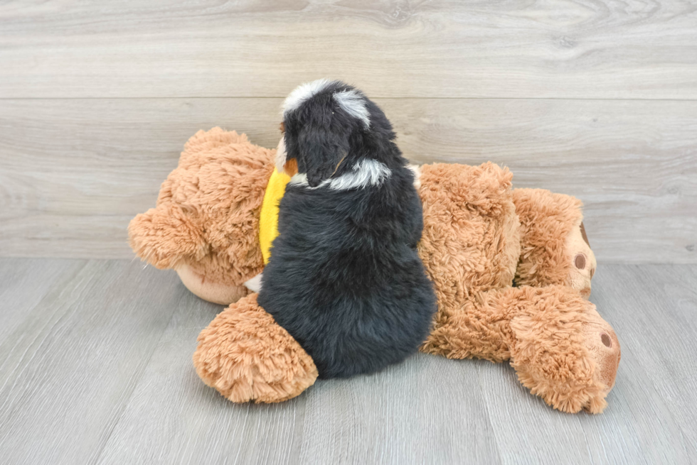 Mini Bernedoodle Puppy for Adoption