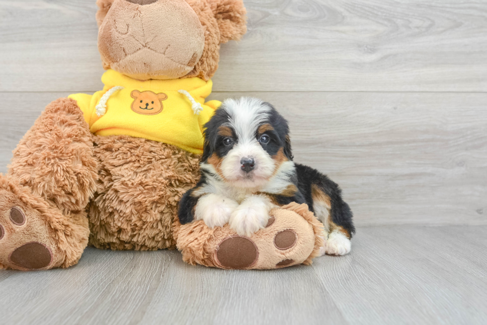 Petite Mini Bernedoodle Poodle Mix Pup