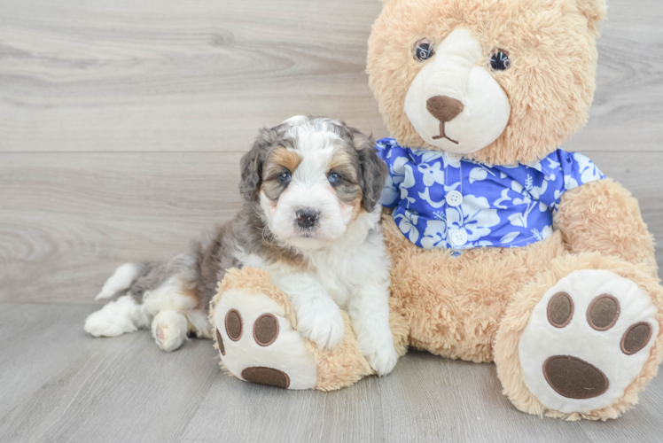 Mini Bernedoodle Pup Being Cute