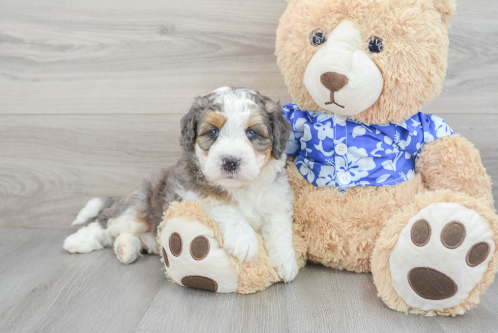 Mini Bernedoodle Pup Being Cute