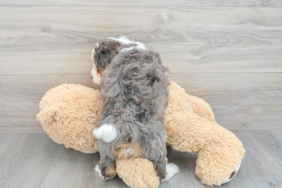 Playful Bernadoodle Poodle Mix Puppy