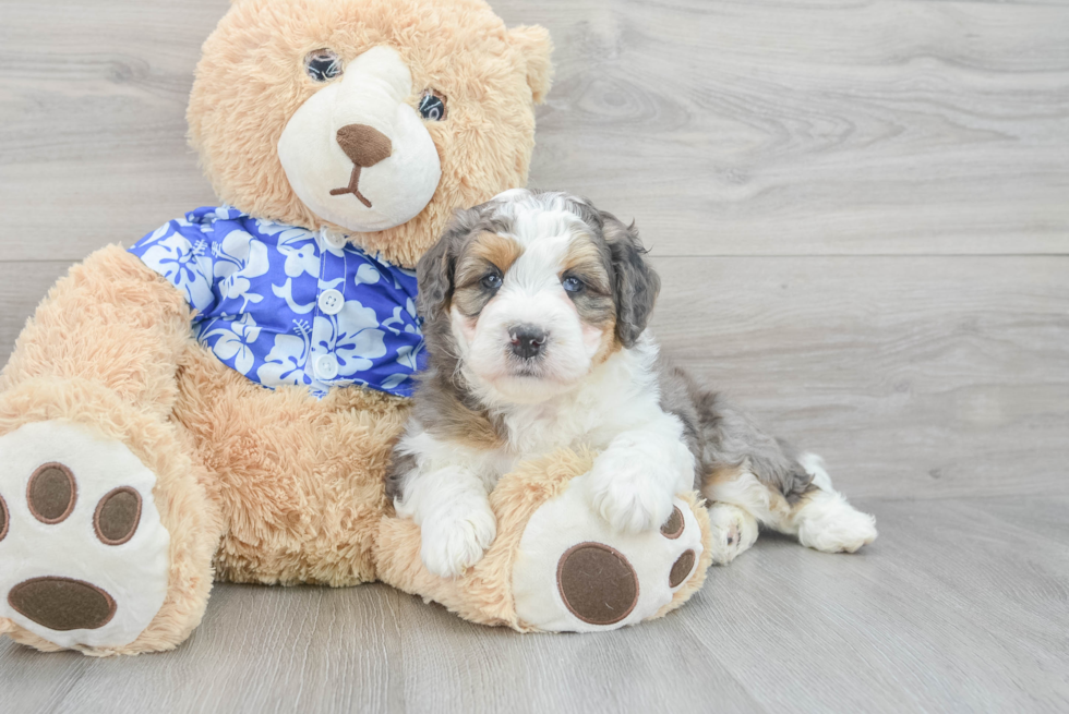 Popular Mini Bernedoodle Poodle Mix Pup