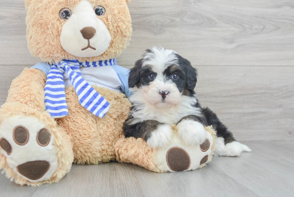 Happy Mini Bernedoodle Baby