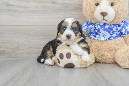 Fluffy Mini Bernedoodle Poodle Mix Pup