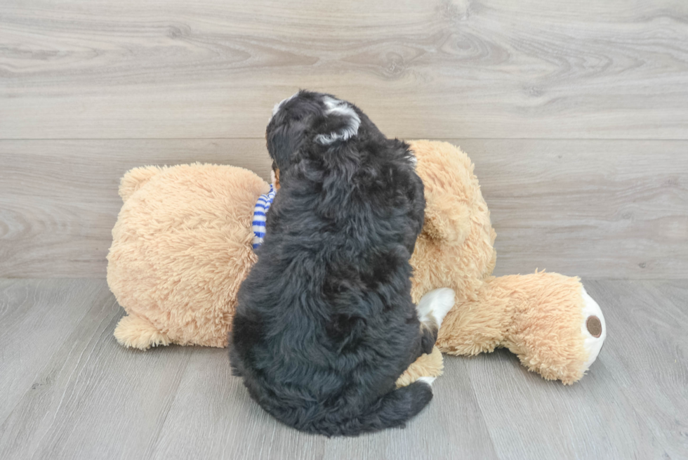 Energetic Mini Berniedoodle Poodle Mix Puppy