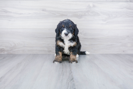 Best Mini Bernedoodle Baby