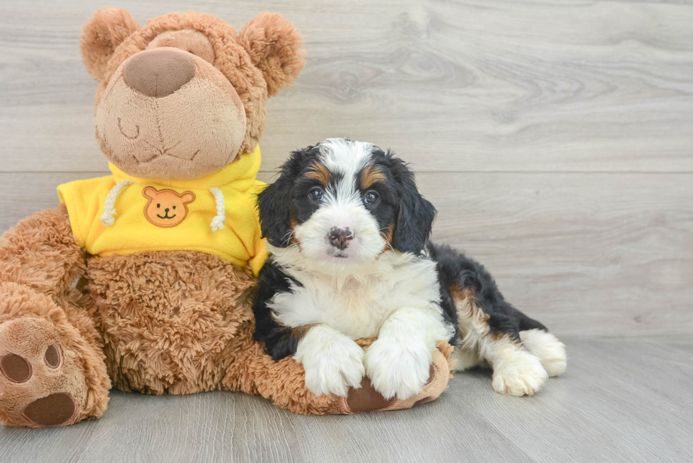 Mini Bernedoodle Puppy for Adoption