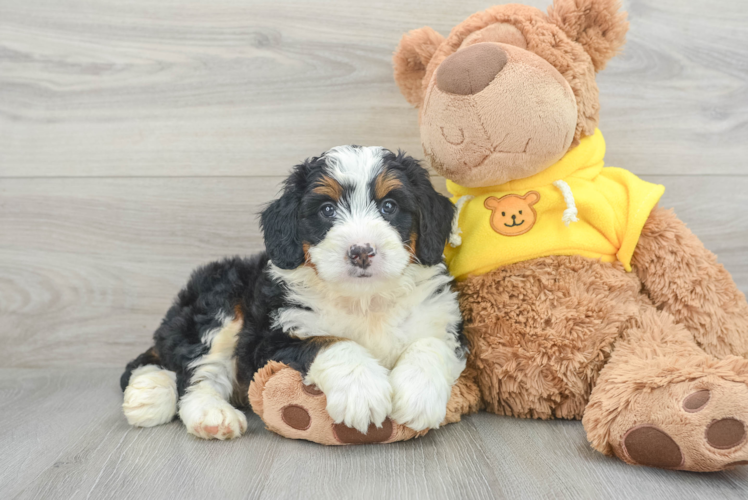 Best Mini Bernedoodle Baby