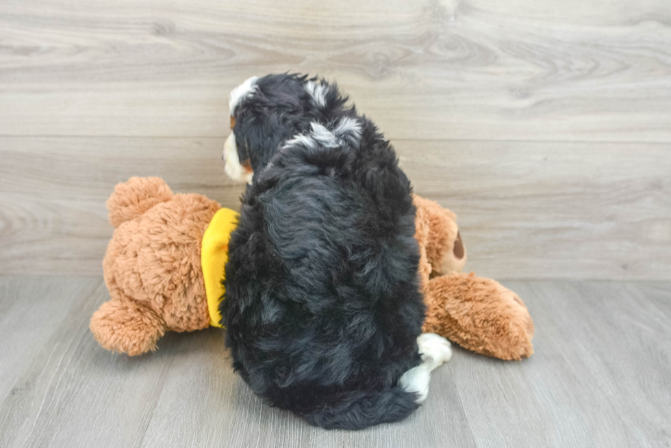 Playful Mini Berniedoodle Poodle Mix Puppy