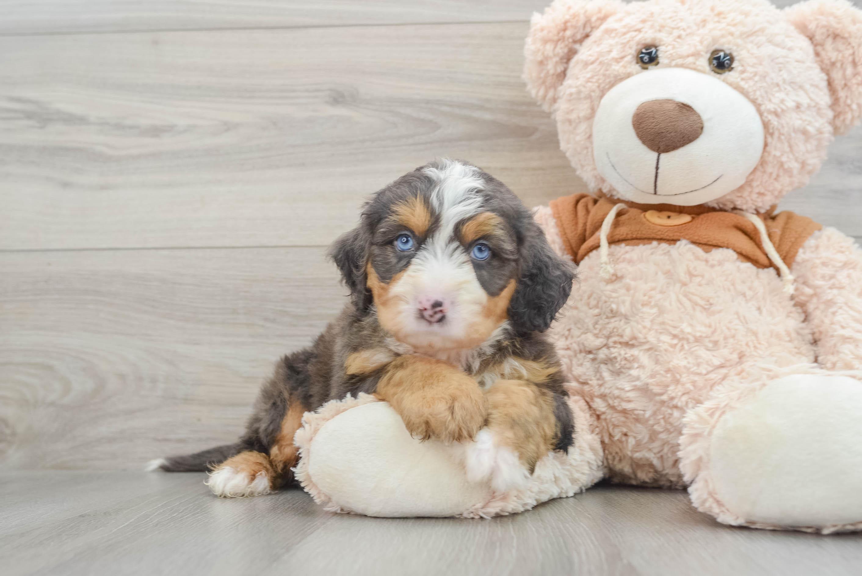 Mini Bernedoodle Pup Being Cute