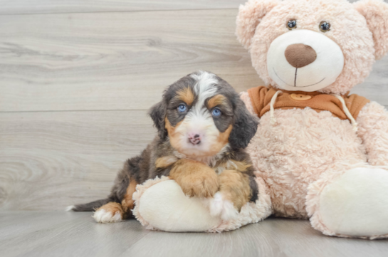 Mini Bernedoodle Pup Being Cute