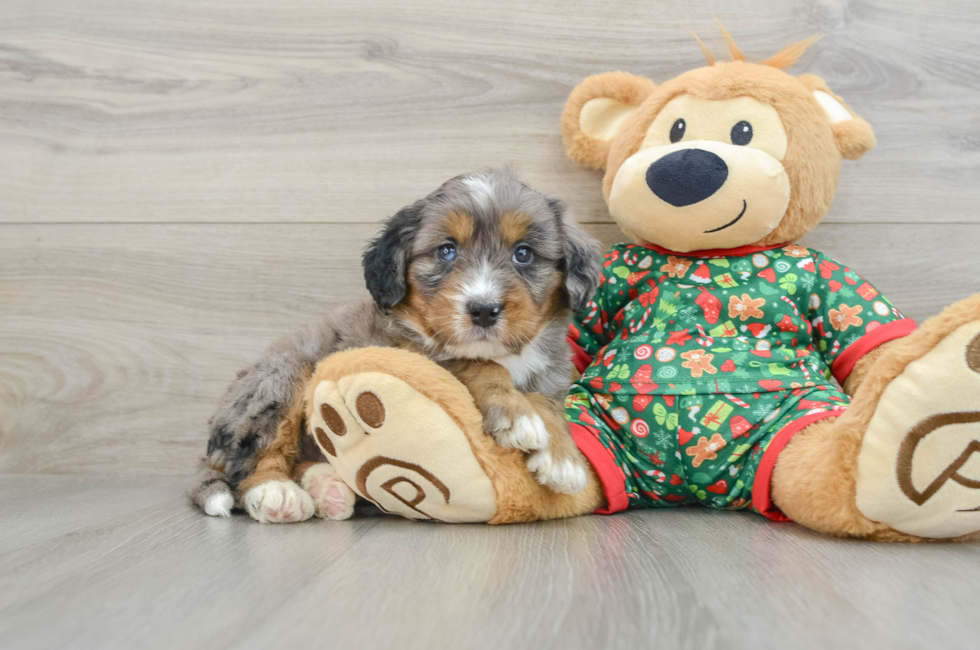 5 week old Mini Bernedoodle Puppy For Sale - Premier Pups