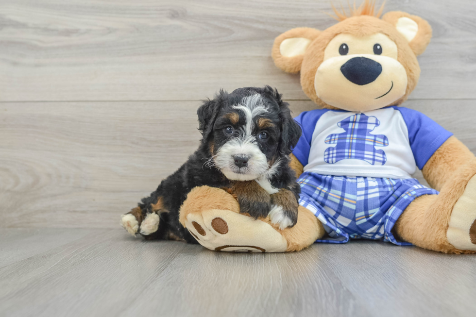 Cute Mini Bernedoodle Baby