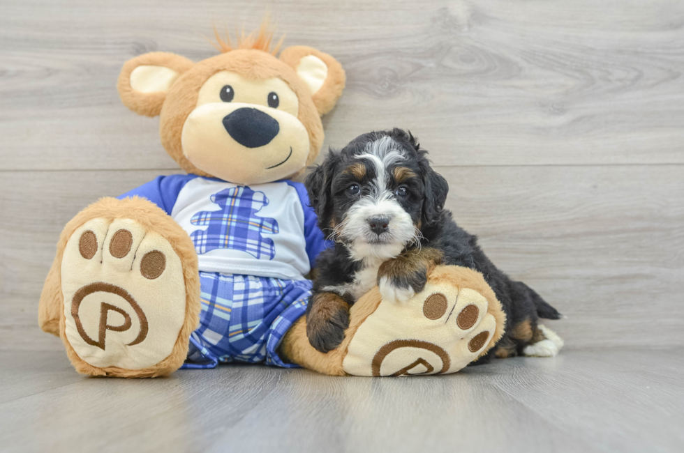 5 week old Mini Bernedoodle Puppy For Sale - Premier Pups