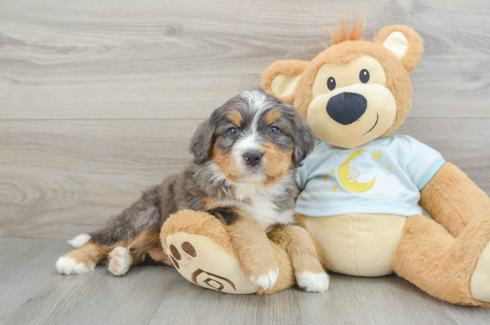 5 week old Mini Bernedoodle Puppy For Sale - Premier Pups