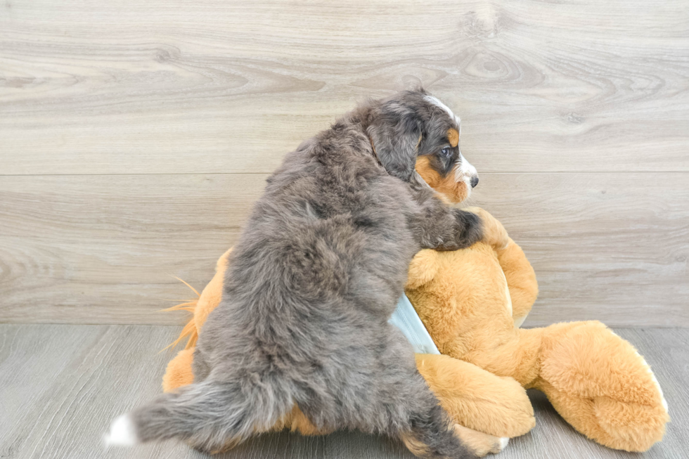 Fluffy Mini Bernedoodle Poodle Mix Pup