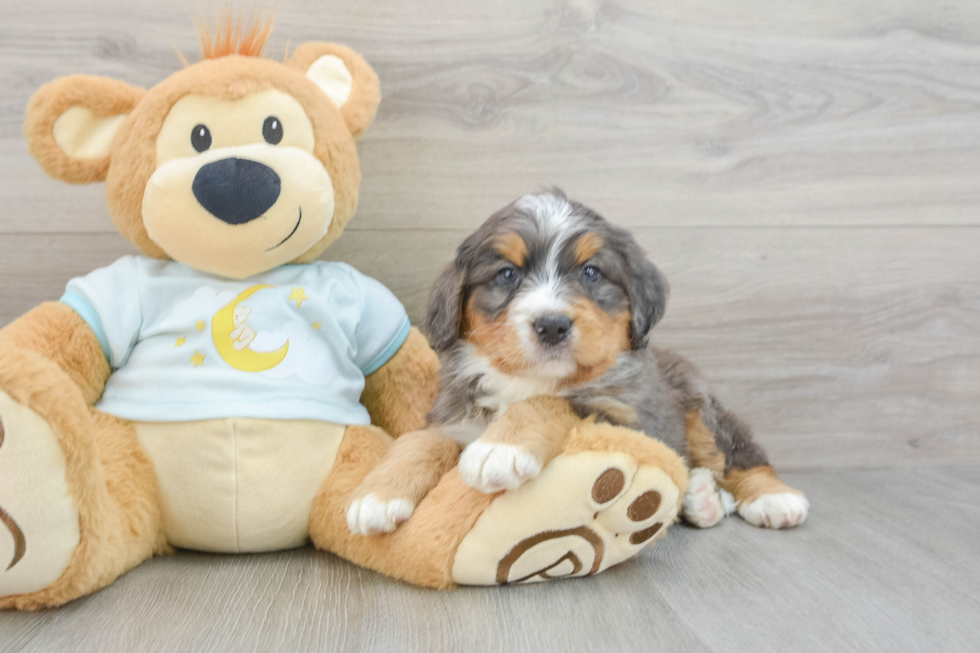 Mini Bernedoodle Pup Being Cute